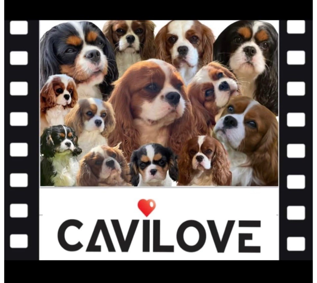 Cavilove - la petite CaviLove family 