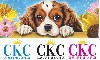  - CKC Cavalier King Charles© la marque de la boutique Cavilove©