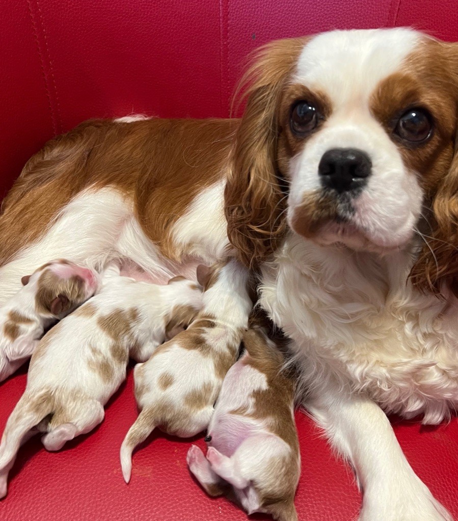 chiot Cavalier King Charles Spaniel Cavilove