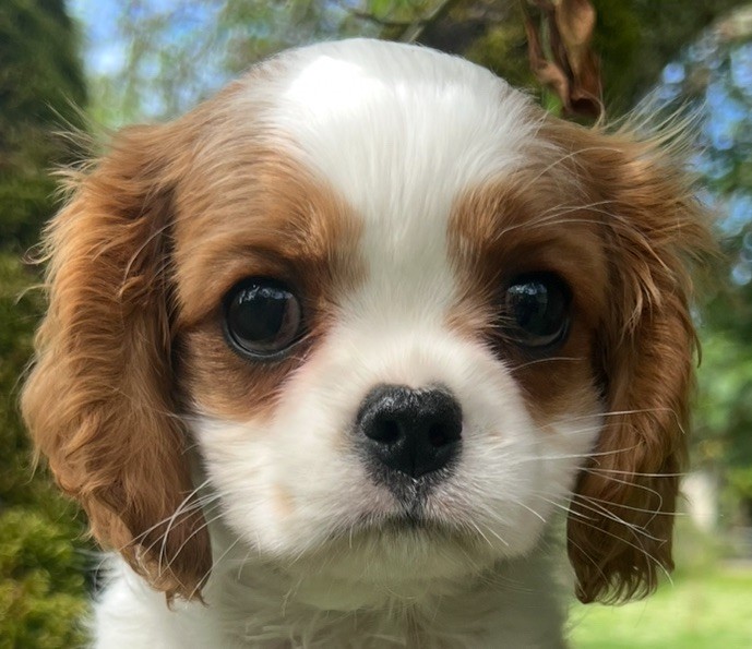 Cavilove Austin