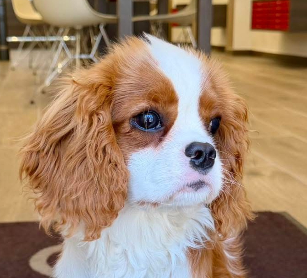 Cavilove Aspen