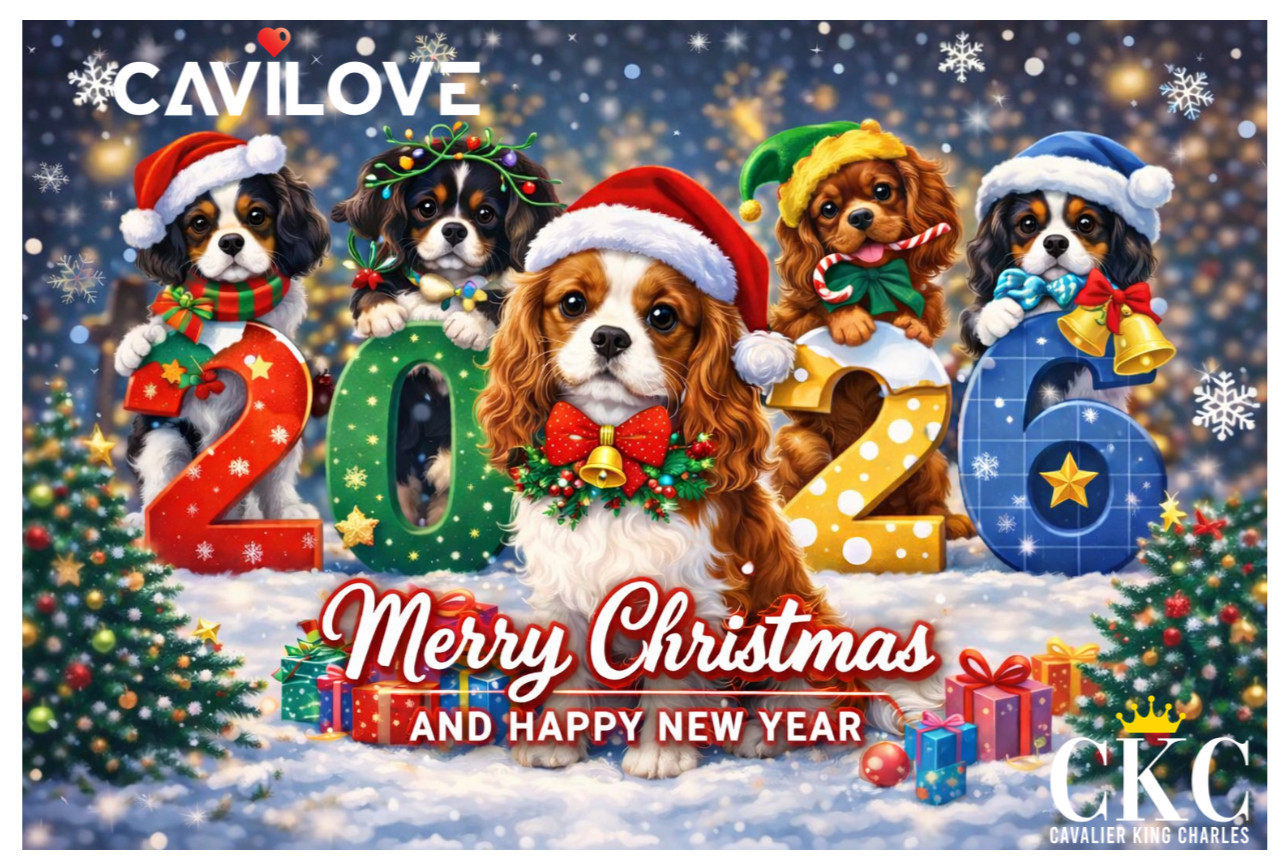 Cavilove vous souhaite de belles fêtes de fin d année