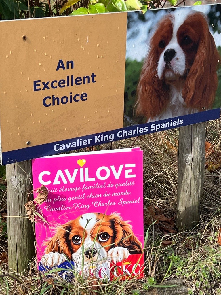 Cavilove sélectione le meilleur pour vous  