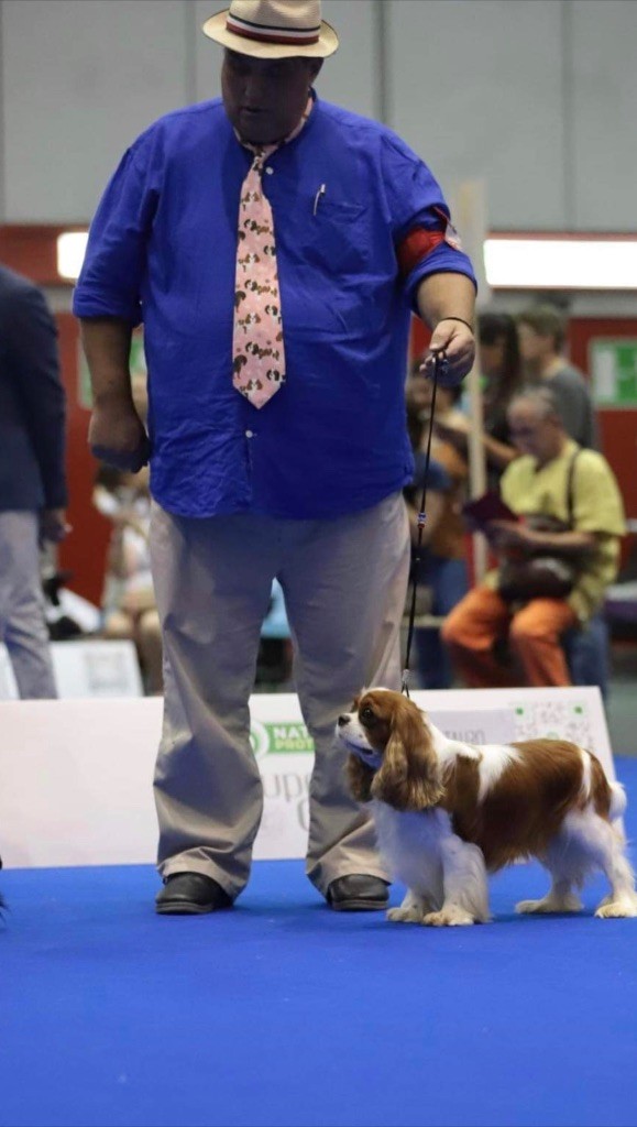 Cavilove - Sherlock Worlddogshow Geneva 2023