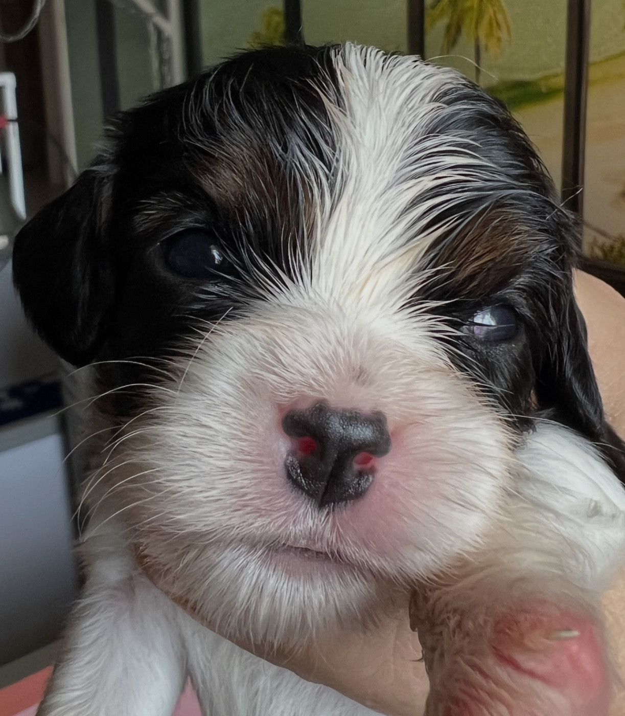 Cavilove - Chiots disponibles - Cavalier King Charles Spaniel