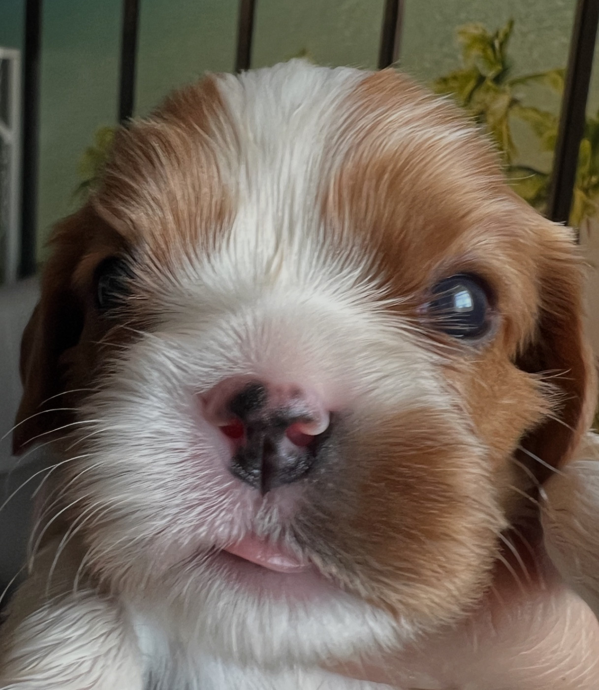 Cavilove - Chiots disponibles - Cavalier King Charles Spaniel