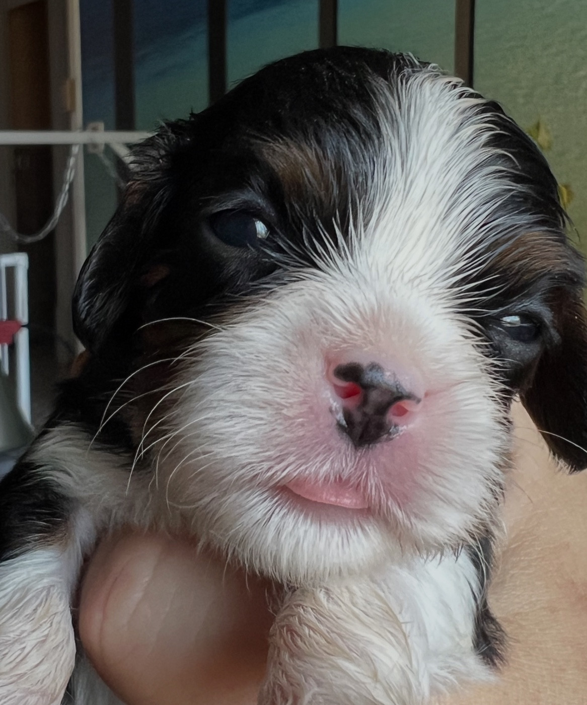 Cavilove - Chiots disponibles - Cavalier King Charles Spaniel