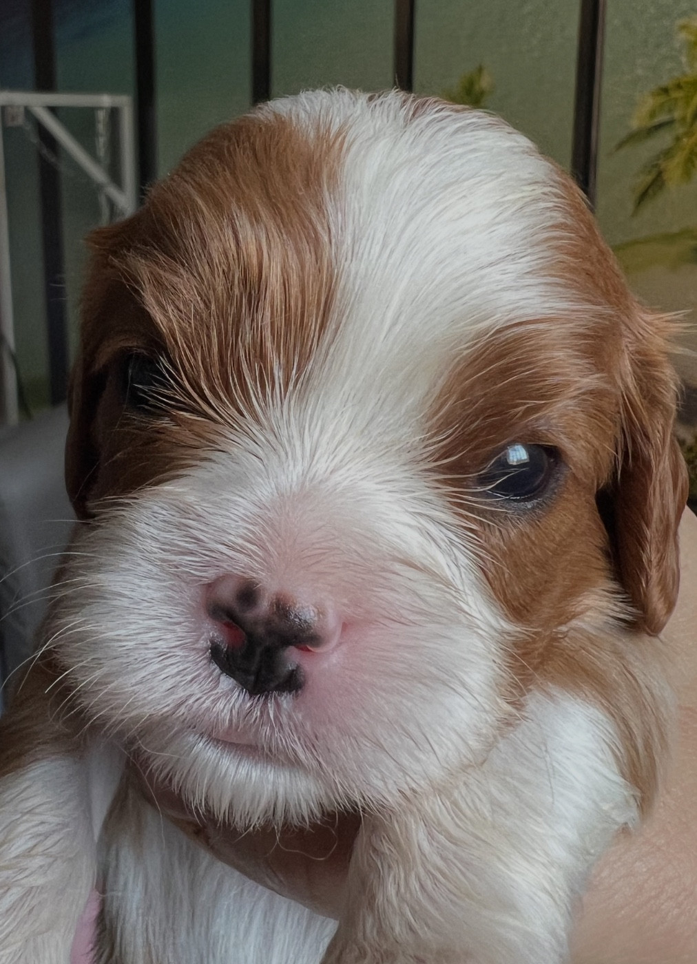 Cavilove - Chiots disponibles - Cavalier King Charles Spaniel