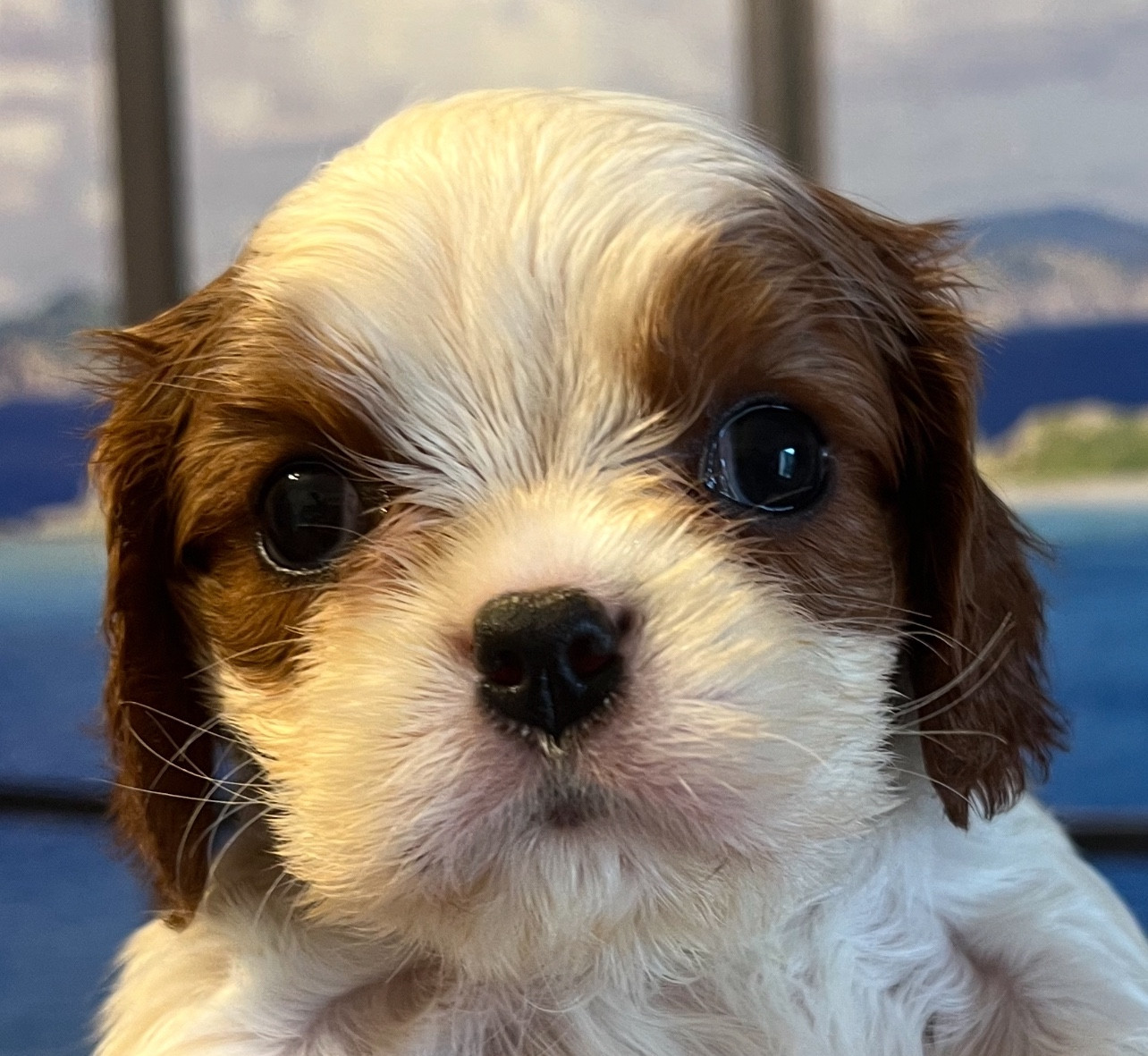 Cavilove - Chiots disponibles - Cavalier King Charles Spaniel