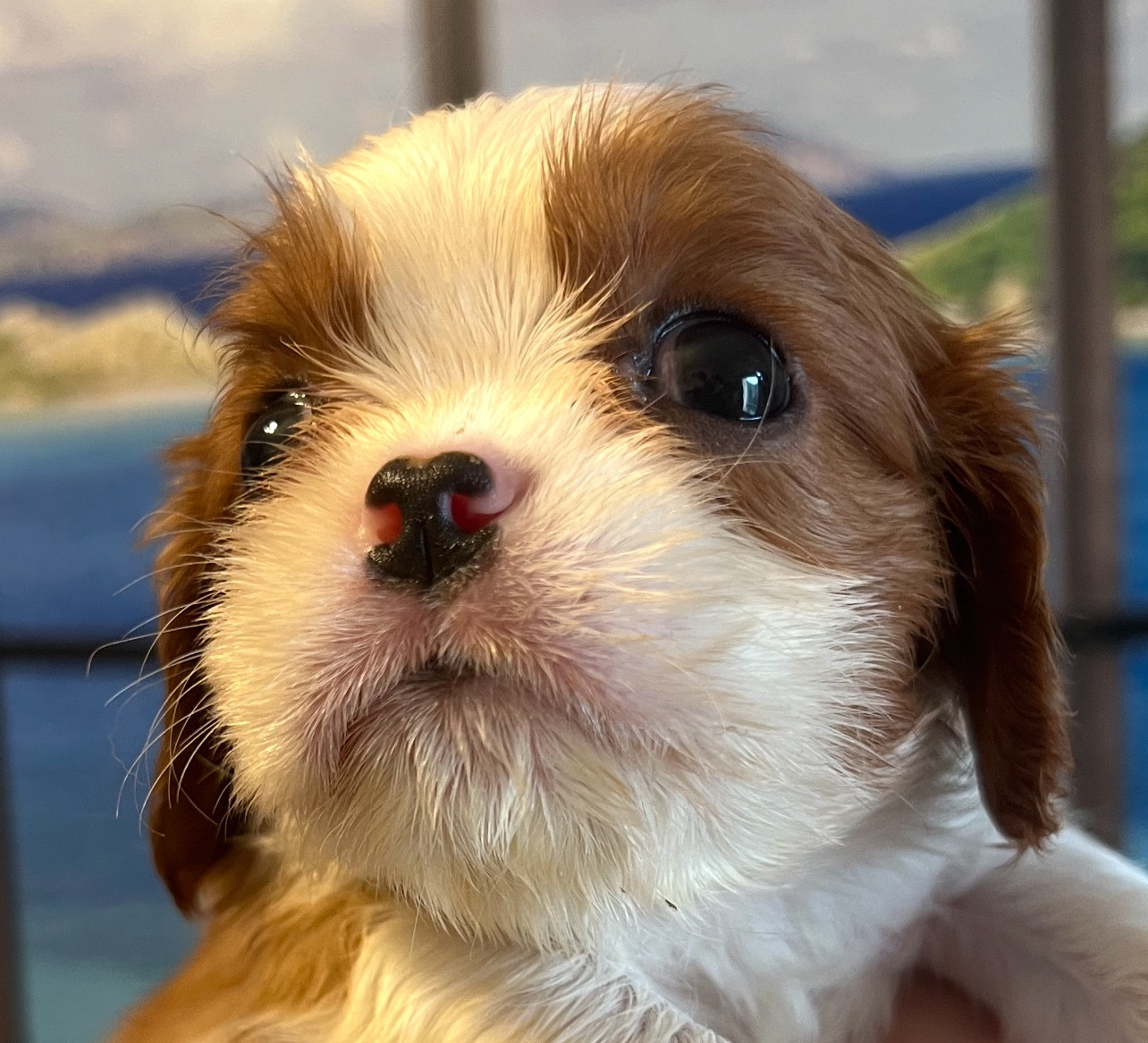 Cavilove - Chiots disponibles - Cavalier King Charles Spaniel