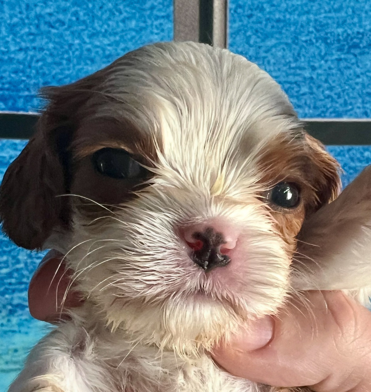 Cavilove - Chiots disponibles - Cavalier King Charles Spaniel