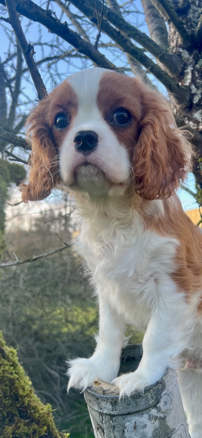 Cavilove - Chiots disponibles - Cavalier King Charles Spaniel