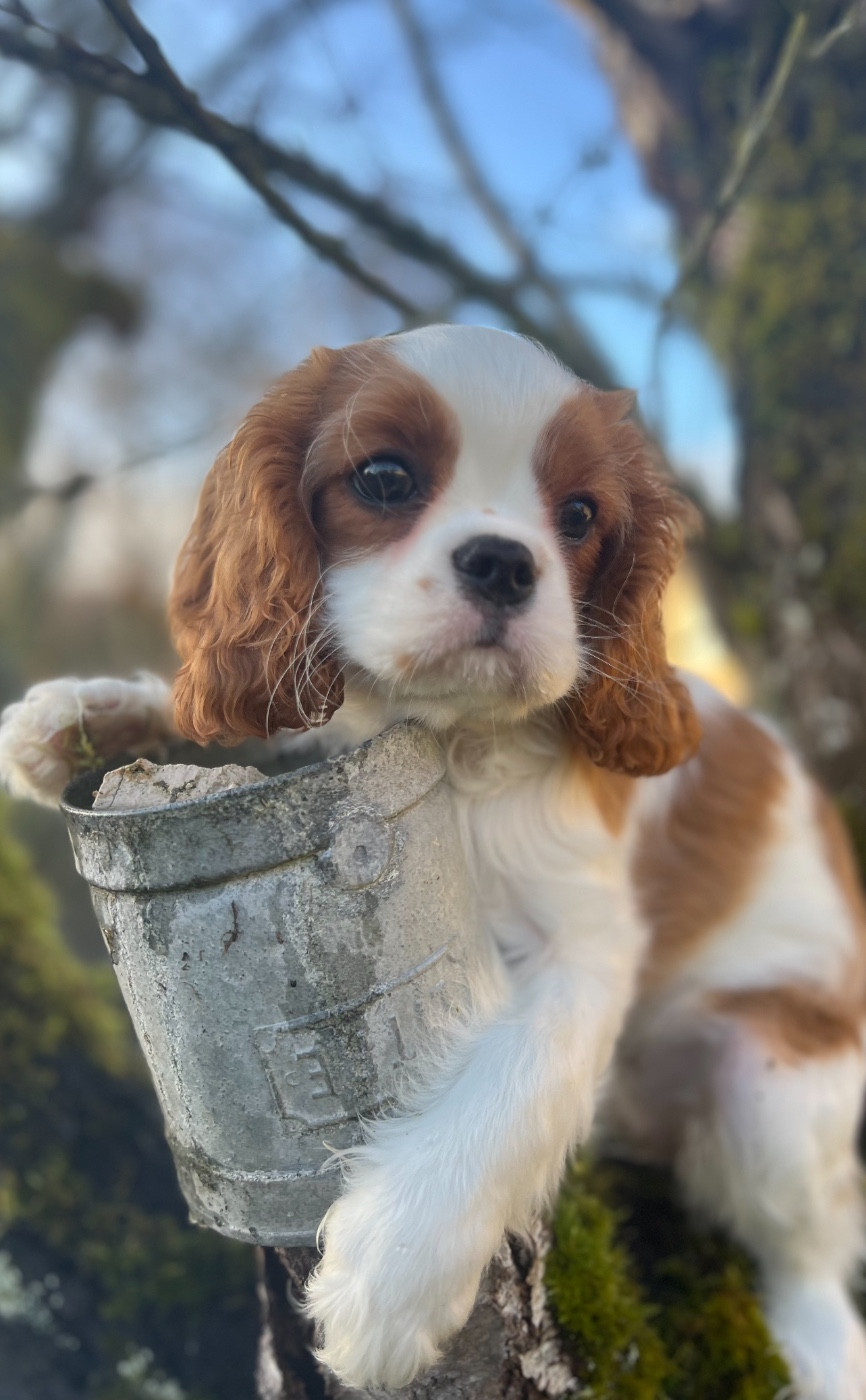 Cavilove - Chiots disponibles - Cavalier King Charles Spaniel