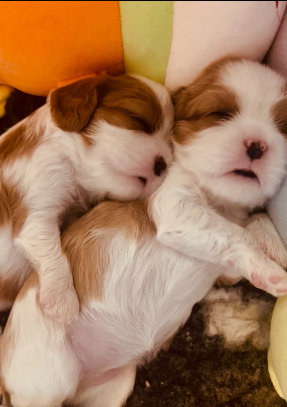 Cavilove - Chiots disponibles - Cavalier King Charles Spaniel