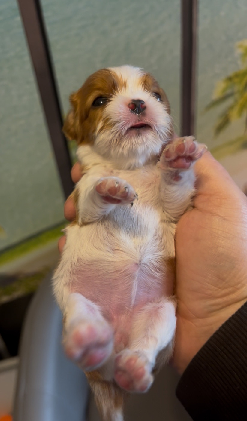 Cavilove - Chiots disponibles - Cavalier King Charles Spaniel