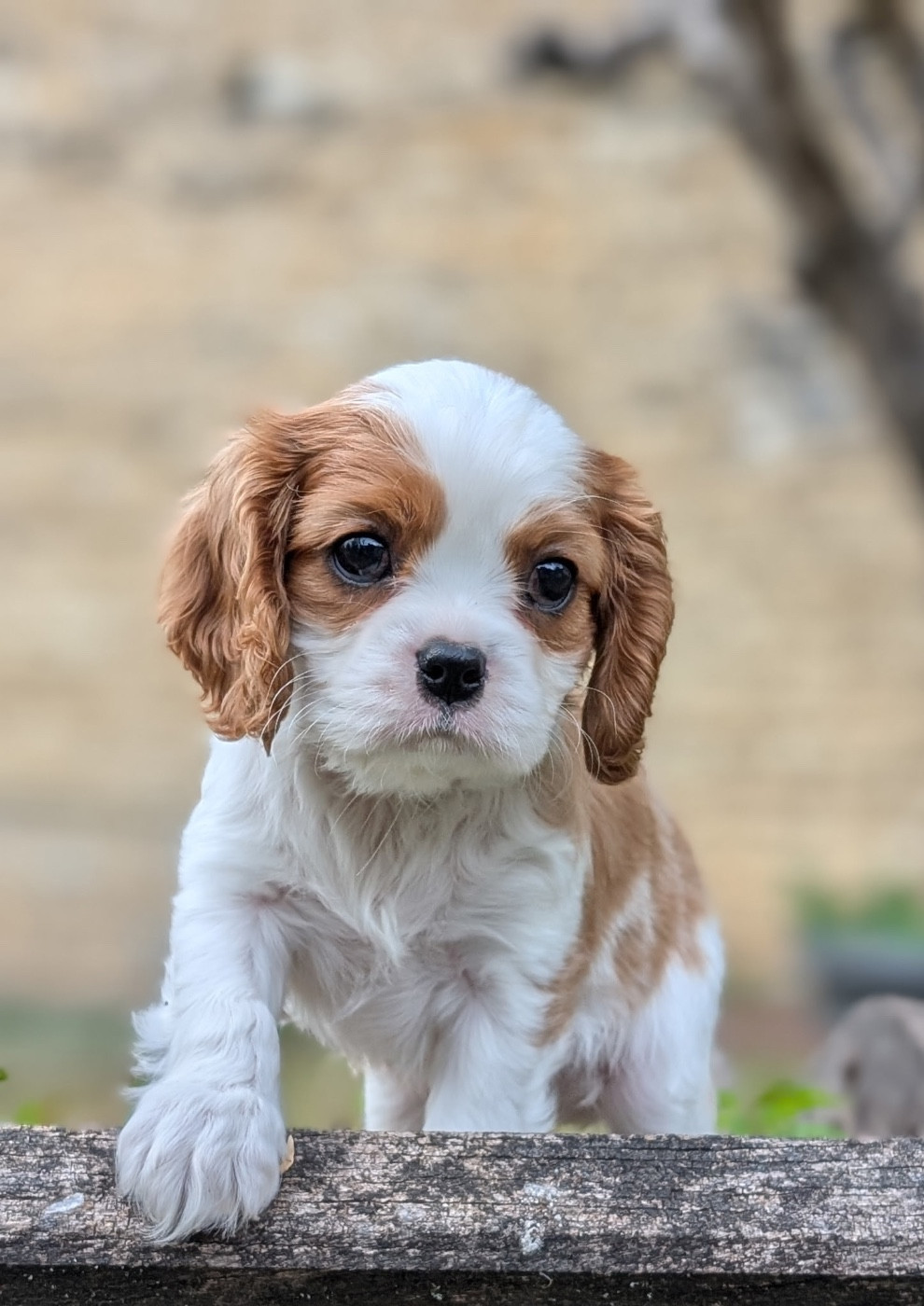 Cavilove - Chiots disponibles - Cavalier King Charles Spaniel