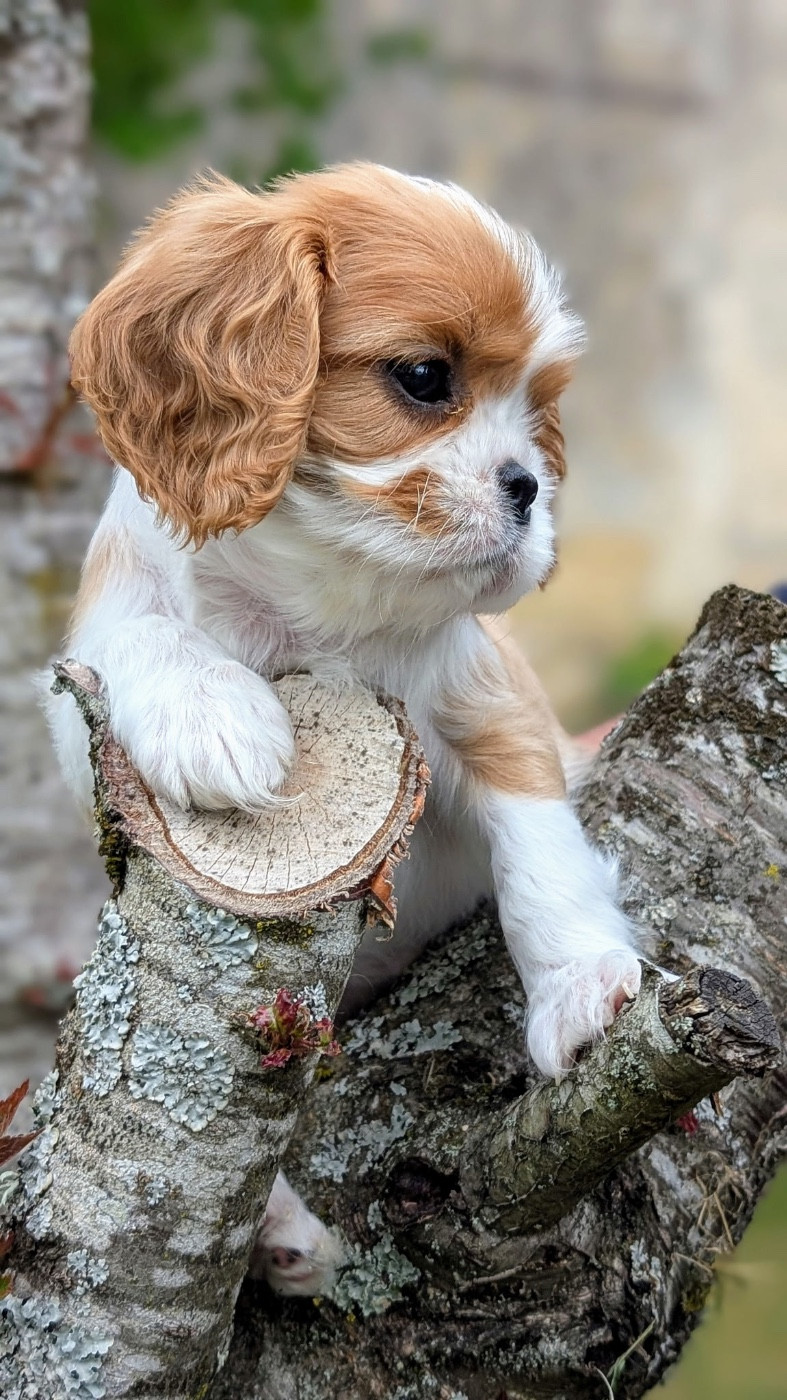 Cavilove - Chiots disponibles - Cavalier King Charles Spaniel