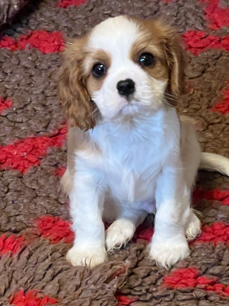 Cavilove - Chiots disponibles - Cavalier King Charles Spaniel