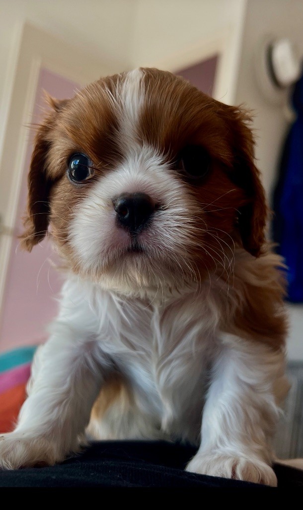 Cavilove - Chiots disponibles - Cavalier King Charles Spaniel