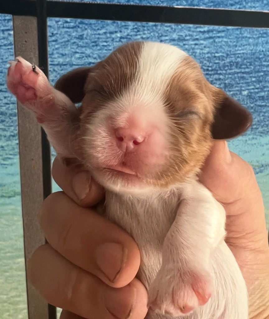 Cavilove - Chiots disponibles - Cavalier King Charles Spaniel