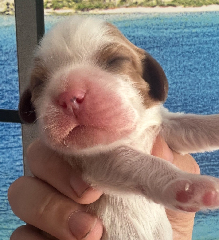 Cavilove - Chiots disponibles - Cavalier King Charles Spaniel