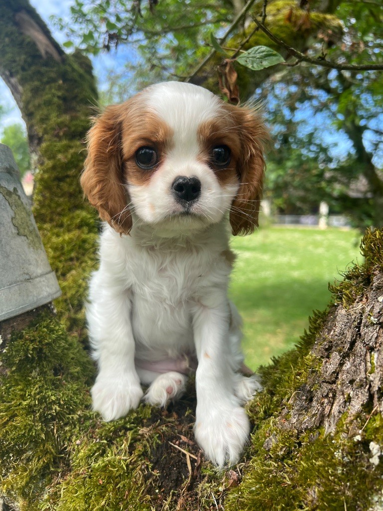 Cavilove - Chiots disponibles - Cavalier King Charles Spaniel