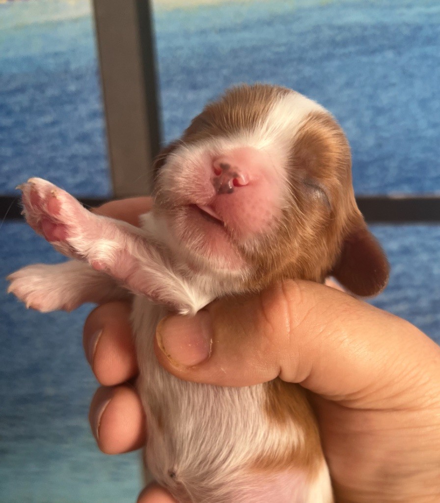 Cavilove - Chiots disponibles - Cavalier King Charles Spaniel