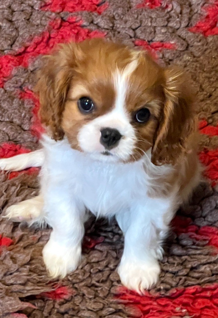 Cavilove - Chiots disponibles - Cavalier King Charles Spaniel