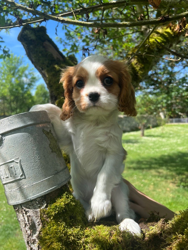 Cavilove - Chiots disponibles - Cavalier King Charles Spaniel
