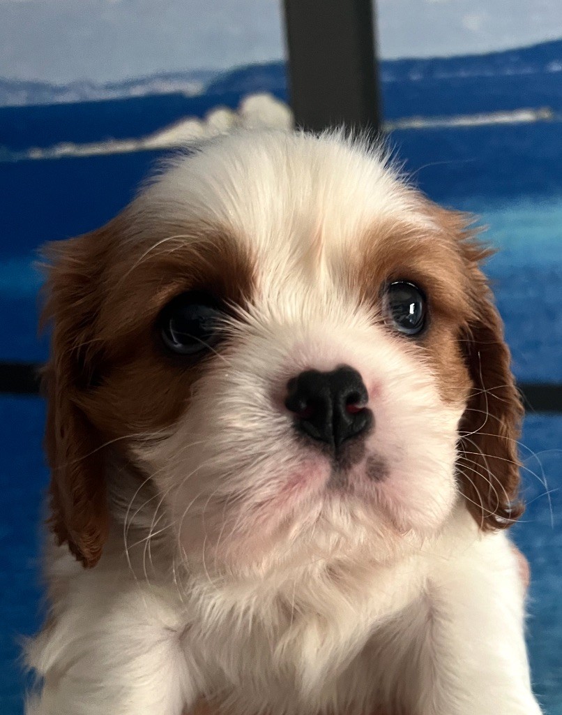 Cavilove - Chiots disponibles - Cavalier King Charles Spaniel