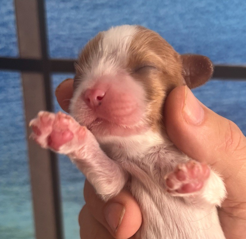 Cavilove - Chiots disponibles - Cavalier King Charles Spaniel